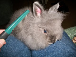 Lion Head Rabbit grooming