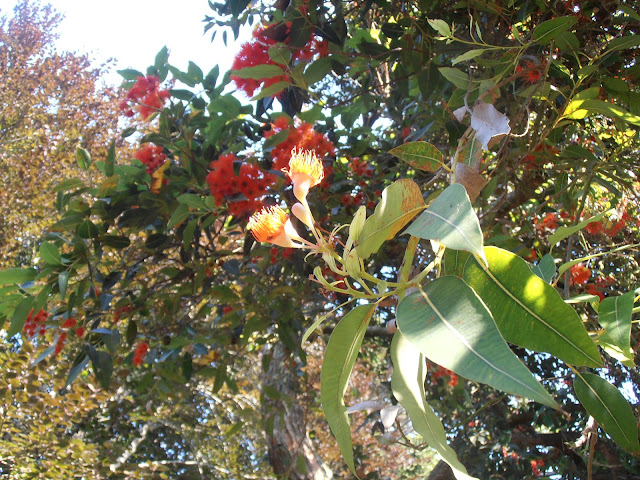 EUCALIPTO DE FLOR ROJA: Corymbia ficifolia