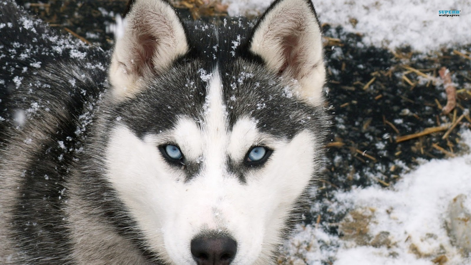 45 Mejores Imagenes De Lobos Aullando Todo Imagenes