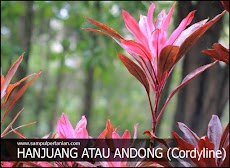 2 Cara menanam tanaman Hanjuang atau andong (Cordyline)
