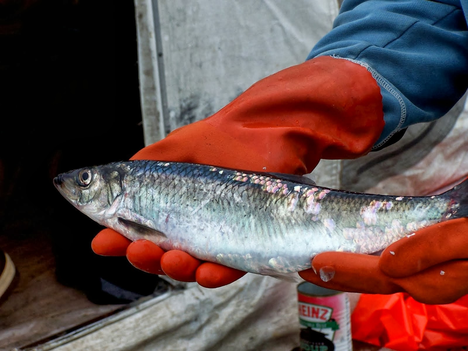 room assignments october 2013 fisheries technologists board exam