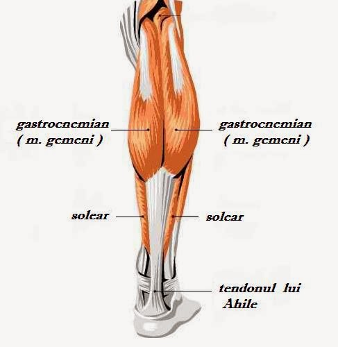 recuperare după sfâșierea ligamentelor articulației genunchiului fistula în tratamentul articulației genunchiului