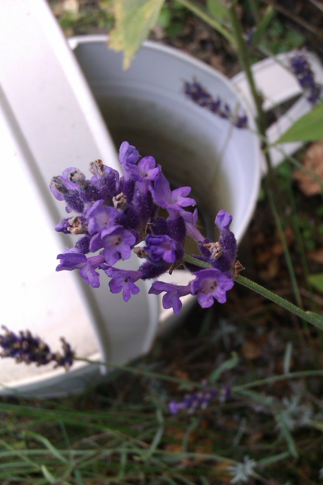 Frau Frieda: Lavendel-Blüten-Essig Frau Frieda: Lavendel-Blüten-Essig