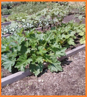 A view of the garden with a large zucchini plant in the foreground.