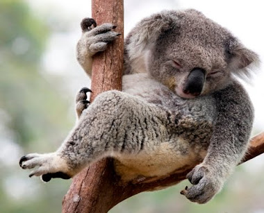 Tanilba Bay Koala