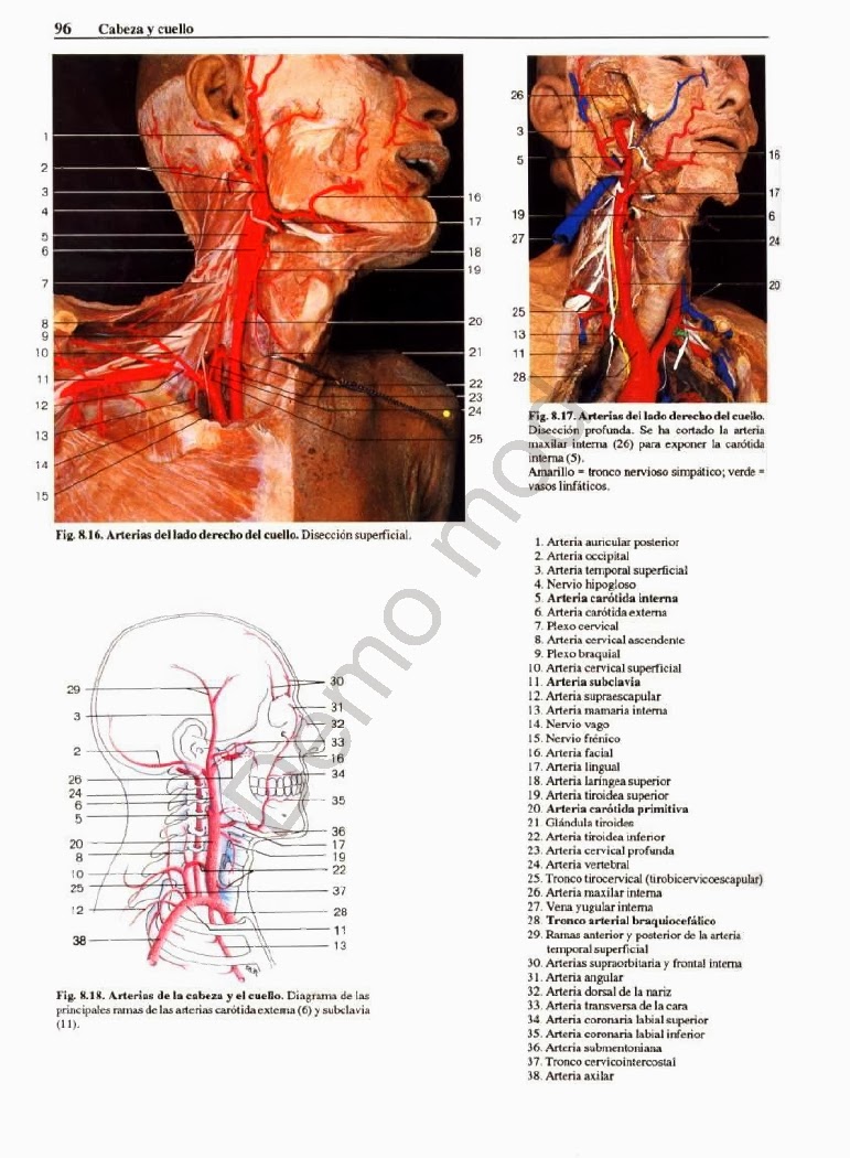 que es la prostata y cual es su funcion de la arteria maxilar interna
