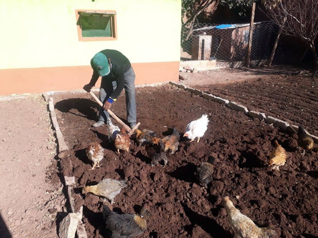 Der erste Mai ist hier in den Bergen Boliviens kein Feiertag. Dafür helfen die Hühner bei der Gartenarbeit mit.