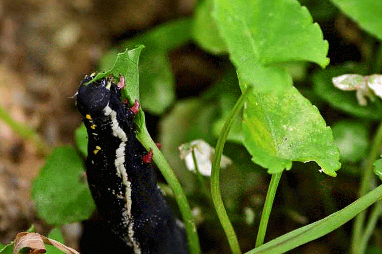 Ryukyu Life Hungry Caterpillars Eat Plenty of Food