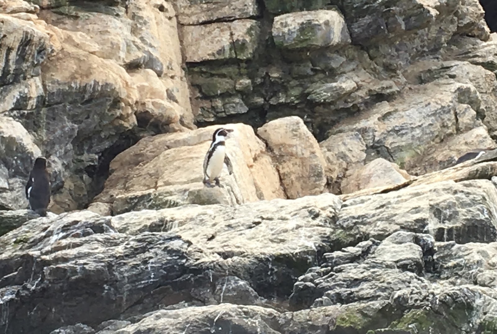 Humbolt Penguin Reserve {Chile} 