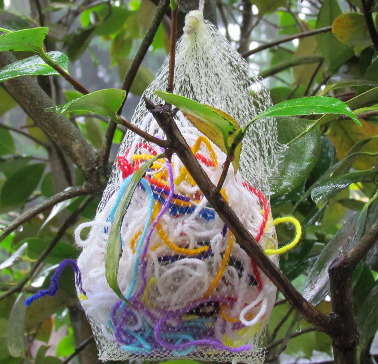 Learn To Grow Yarn scraps for Bird Nests and Garlic sprouting!