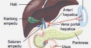 73 Gambar Organ Hati Beserta Keterangannya HD 73 Gambar Organ Hati Beserta Keterangannya HD