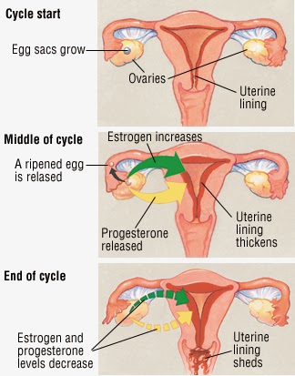 Perimenopause - Menopause Transition Perimenopause - Menopause Transition is the stage in woman’s reproductive life that begins several years before menopause, when the ovaries gradually begin to produce less oestrogen. It means around the menopause. It usually starts in woman age of 40. It is the time where the body produces erratic and unpredictable secretion of hormones. During this period the fertility decreases. The average length of Perimenopause is four years. In some it may lasts from few months to 10 years. It ends the first year after menopause.  Signs and symptoms: • Hot flashes. • Breast tenderness. • Worsening of premenstrual syndrome. • Decreased libido or sex drive. • Fatigue. • Irregular periods. • Vaginal dryness, discomfort during sex, pain during sex, decreased libido. • Urine leakage when coughing or sneezing. • Mood swings, irritability, fatigue, memory loss, depression. • Difficulty in sleeping. • Weight gain. • Palpitations. • Joint pain, back pain, muscle pain. • Night sweats. • Breast atrophy. • Skin thinning. • Sensation of pins and needles, or ants crawling under the skin.  Perimenopause occurring in earlier age • Smoking. • Family history of early menopause. • Never having delivered a baby. • Childhood cancer treatment. • Hysterectomy  Clinical evaluation • Detailed history • Blood tests to measure FSH, oestrogen levels • Physical examination • Risk factor assessment • Serum lipid profiles • Pap smear • Dual energy X-ray absorptiometry • Mammograms at regular intervals  Complications • Irregular periods are hallmark of Perimenopause. See a doctor if you have: • Heavy bleeding, changing pads or tampons every hour. • Bleeding lasts longer than eight days. • Bleeding occurs between periods. • Periods regularly occur less than 21 days apart. • Spotting between periods. • Bleeding after sex.  Lifestyle modifications and home remedies to prevent the symptoms • Regular exercises. • Stop smoking. • Get enough of sleep. • Decrease the amount of alcohol. • Maintain a healthy weight. • Take a multivitamin supplement and take adequate calcium in diet. • Take calcium supplements daily. • Reduce stress  Treatment • Medicines if needed • Psychological counselling to cope with menopausal syndrome.   Homeopathy Medicines Treatment for Perimenopause - Menopause Transition Symptomatic Homeopathy works well for Perimenopause - Menopause Transition, It helps to prevent further recurrence also. So its good to consult a experienced Homeopathy physician without any hesitation.  Whom to contact for Perimenopause - Menopause Transition Treatment  Dr.Senthil Kumar Treats many cases of Perimenopause - Menopause Transition, In his medical professional experience with successful results. Many patients get relief after taking treatment from Dr.Senthil Kumar.  Dr.Senthil Kumar visits Chennai at Vivekanantha Homeopathy Clinic, Velachery, Chennai 42. To get appointment please call 9786901830, +91 94430 54168 or mail to consult.ur.dr@gmail.com,    For more details & Consultation Feel free to contact us. Vivekanantha Clinic Consultation Champers at Chennai:- 9786901830  Panruti:- 9443054168  Pondicherry:- 9865212055 (Camp) Mail : consult.ur.dr@gmail.com, homoeokumar@gmail.com   For appointment please Call us or Mail Us  For appointment: SMS your Name -Age – Mobile Number - Problem in Single word - date and day - Place of appointment (Eg: Rajini – 30 - 99xxxxxxx0 – Perimenopause - Menopause Transition – 21st Oct, Sunday - Chennai ), You will receive Appointment details through SMS