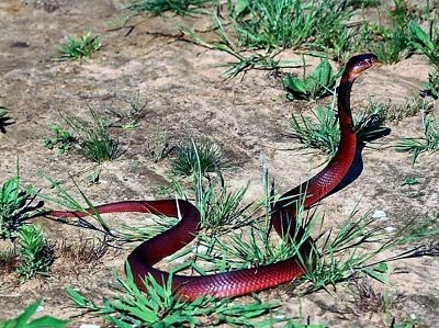 ular-beracun-poisonous-snake