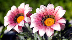 flowers desktop background screen lovely wallpapers flower backgrounds 3d random spring pink pretty water