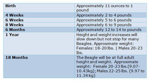 pet frame beagle puppy size chart