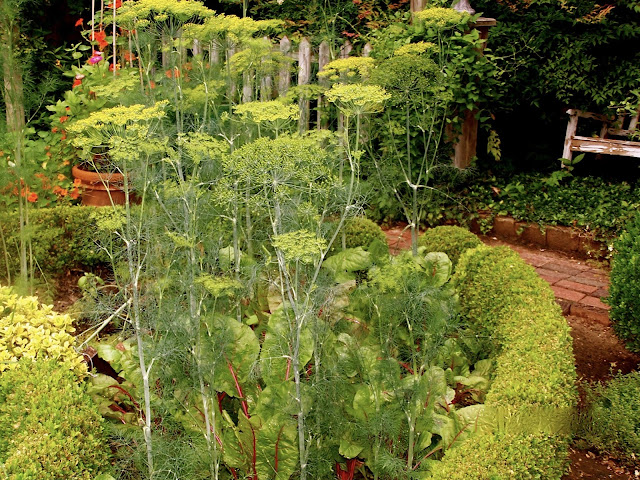 Tall dill stalks grow with swiss chard in a quadrant of the potager.