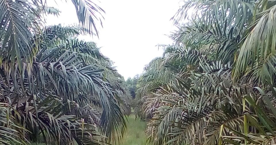 Kebun Sawit Gansal Riau