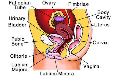 woman Reproductive system