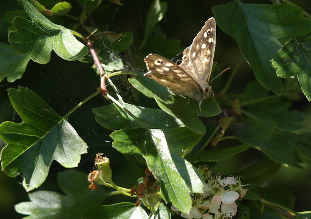 Speckled Wood Brown Butterfly College Lake Wildlife Reserve
