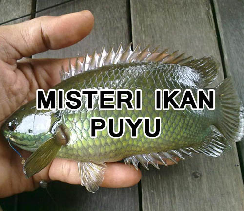 Misteri Ikan Puyu Hikayat Budak Pening Misteri Ikan Puyu Hikayat Budak Pening