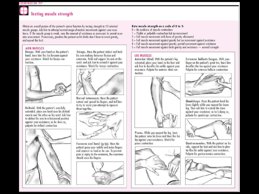 Testing Muscle Strength - PDF Document ~ Free Medical PowerPoint