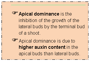 apical dominance meaning in urdu