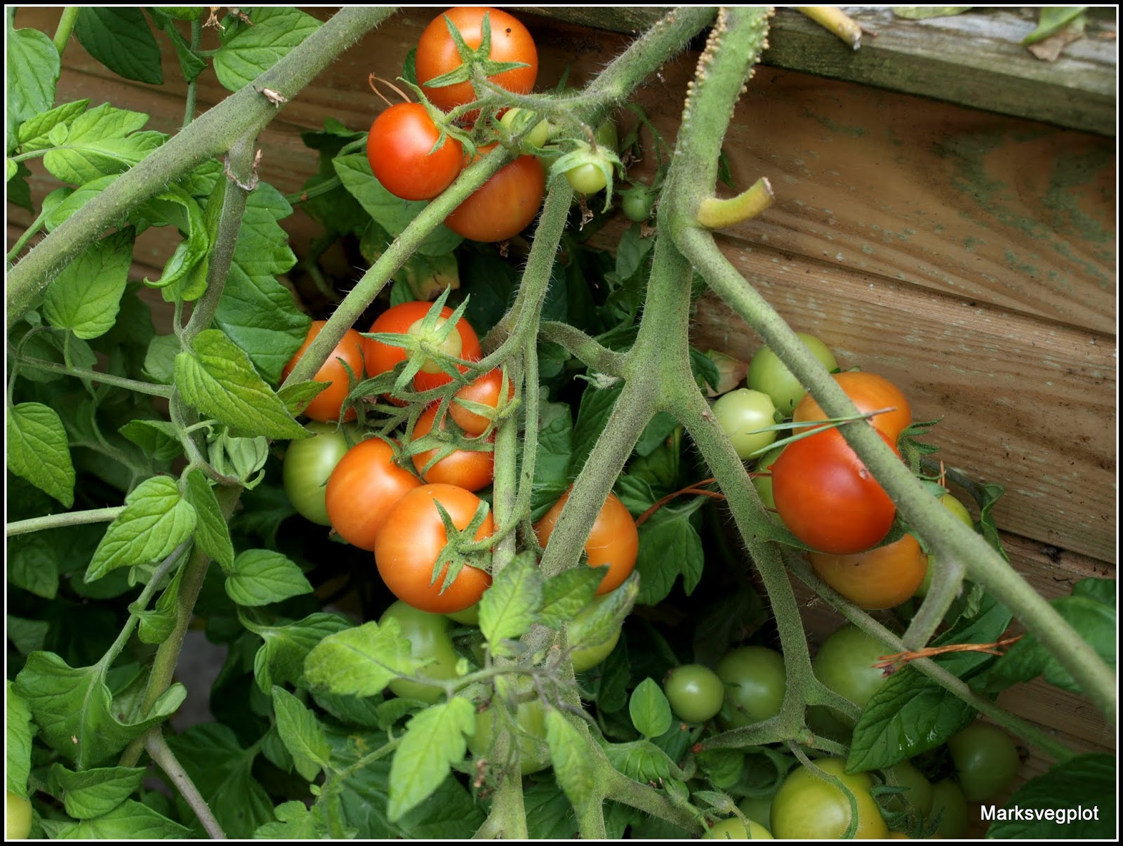 Mark's Veg Plot A technique for growing trailing tomatoes