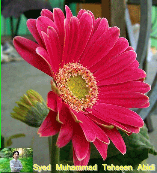 Tehseen Abidi's Blog Flower Gif