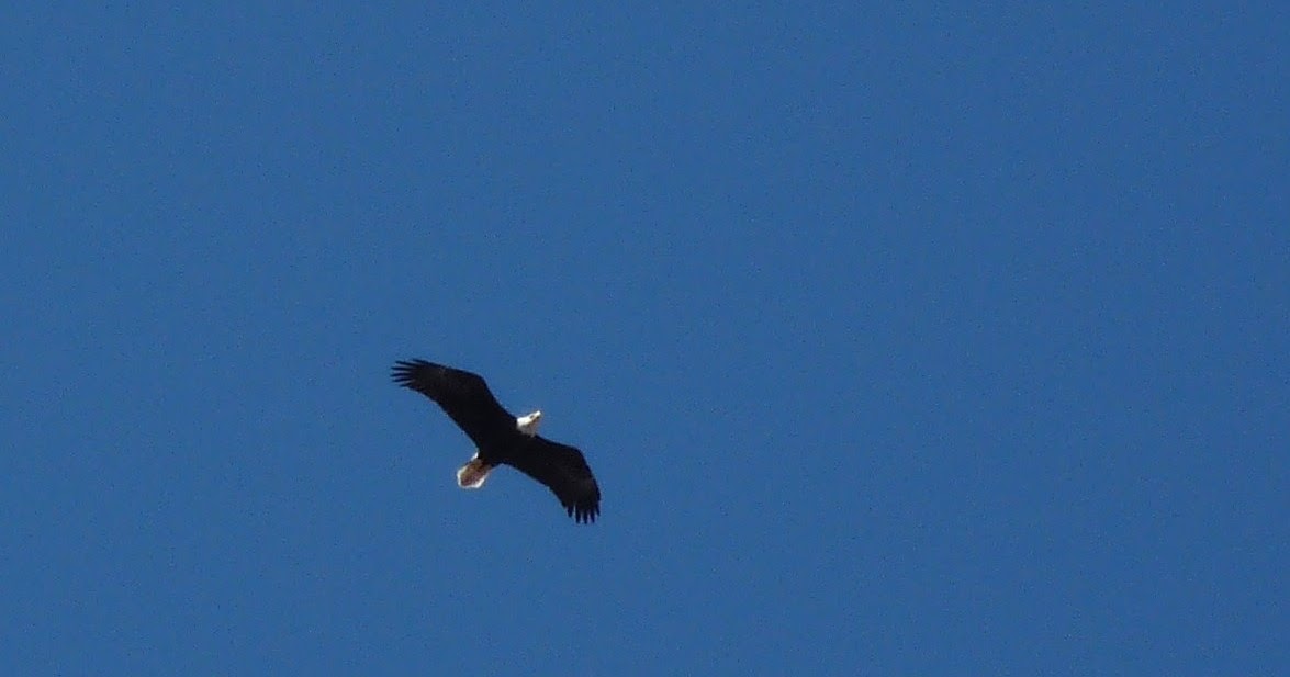 pahistorybooks: PA Animals: Bald Eagle