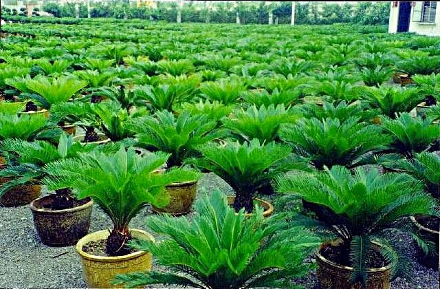 21 Lovely Taman Minimalis Sikas - taman