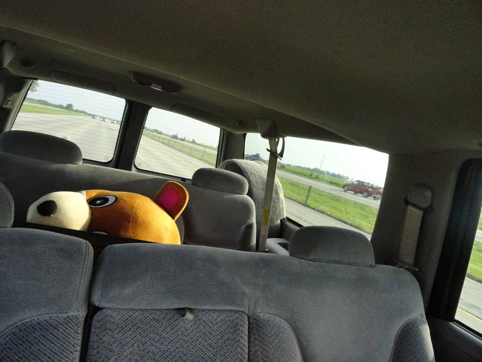 Bear in Car