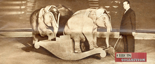 Rolf Knie senior et des éléphants jouant a la balançoire