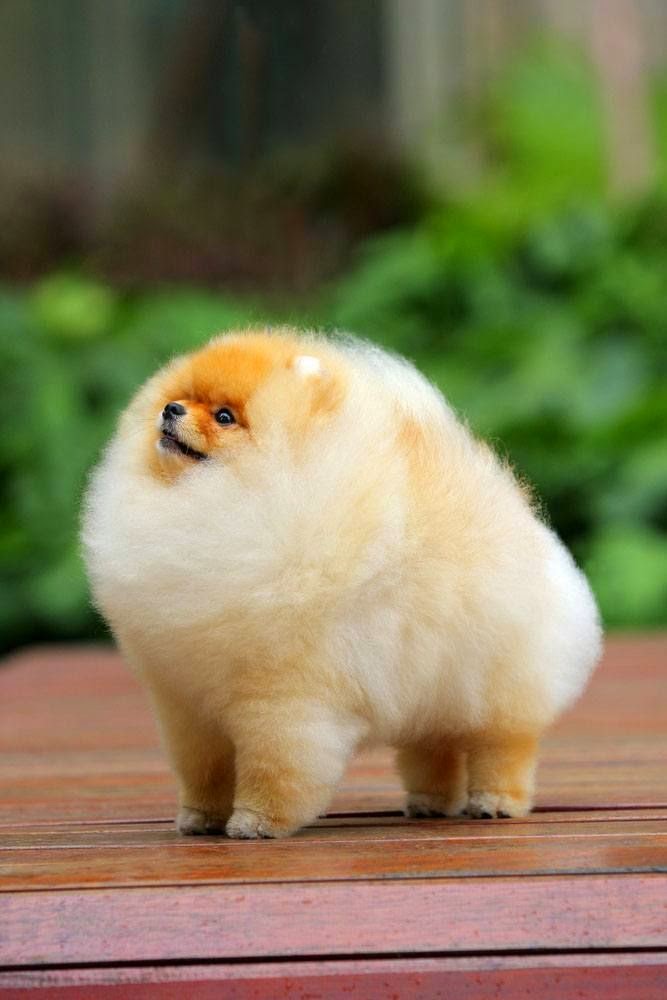 Angels On Earth 5 Smallest Dog Breeds In The World angels-on-earth-5-smallest-dog-breeds-in-the-world