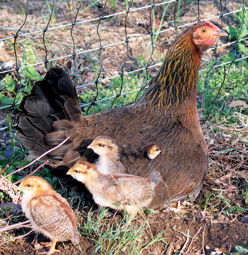 Choosing The Best Chicken Breeds For Your Flock Community Chickens
