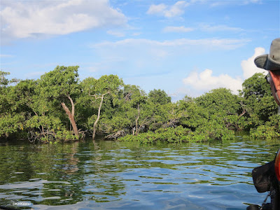 mangroves in Panama