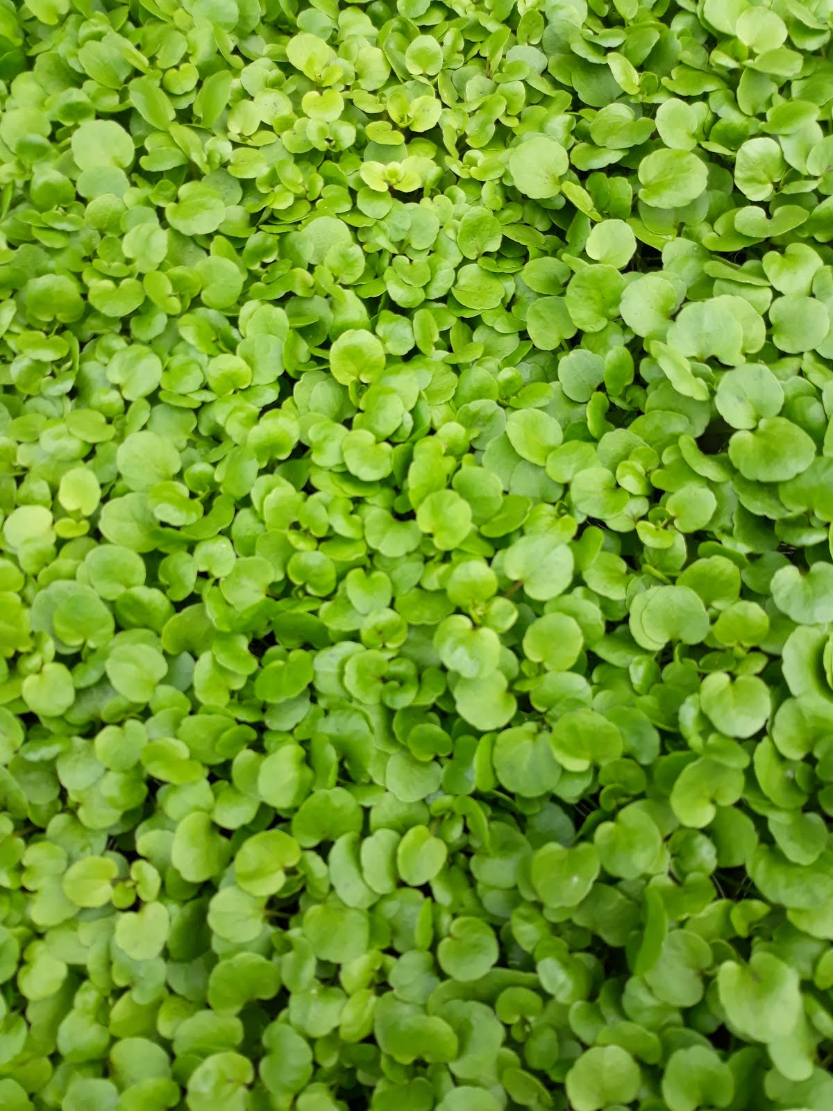 Water cress cushion