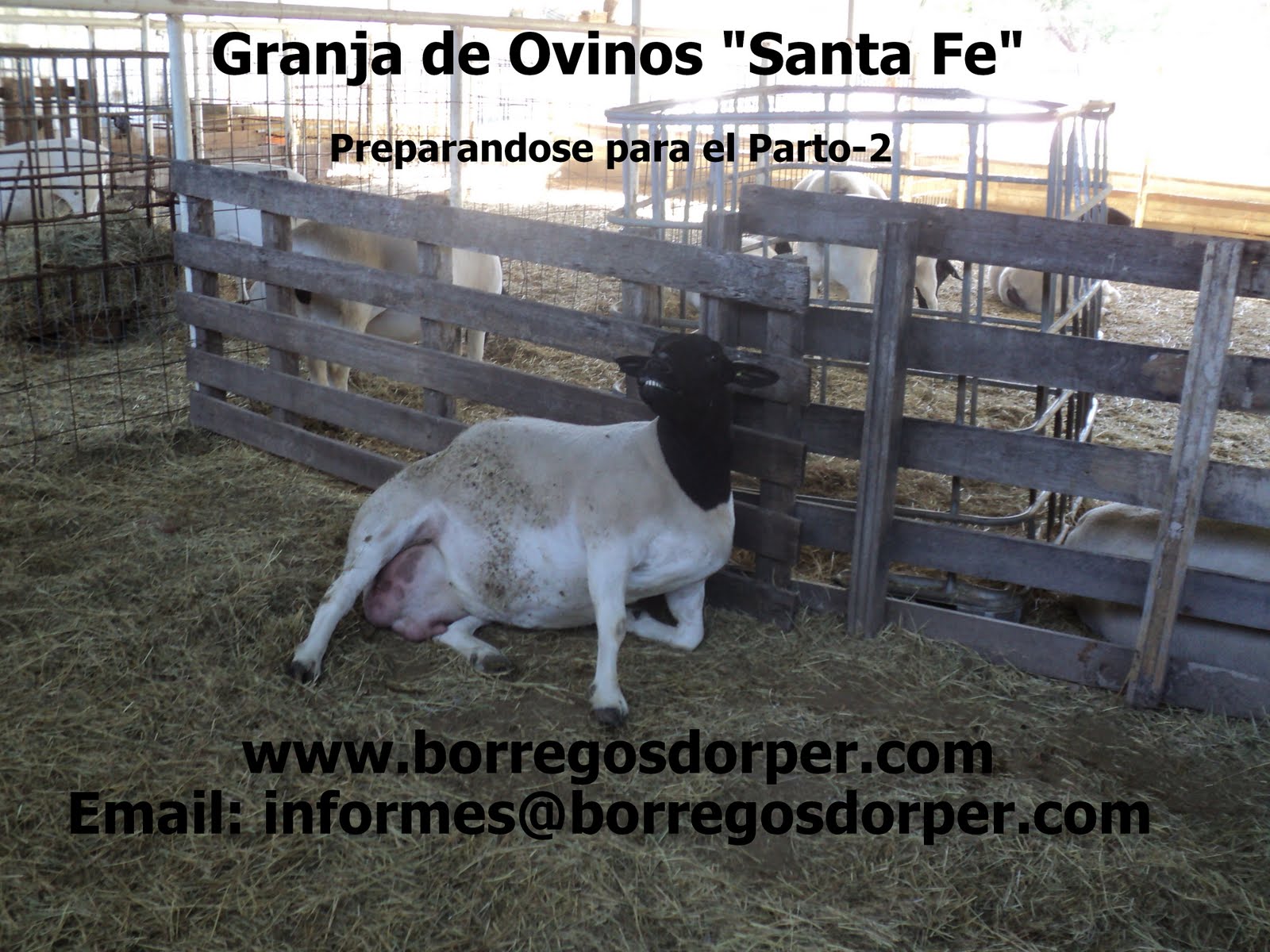 Borregos, Borregos Dorper Granja de Ovinos Borregos, Borregos Dorper Granja de Ovinos