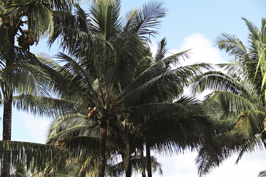 palms hawaii