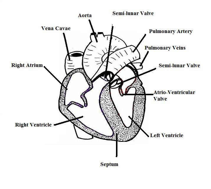 Horse Life and Love: All About...The Horse's Circulatory System