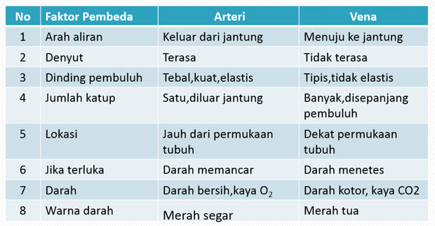 Tabel Perbedaan Pembuluh Nadi Dan Pembuluh Balik Berbagai Perbedaan