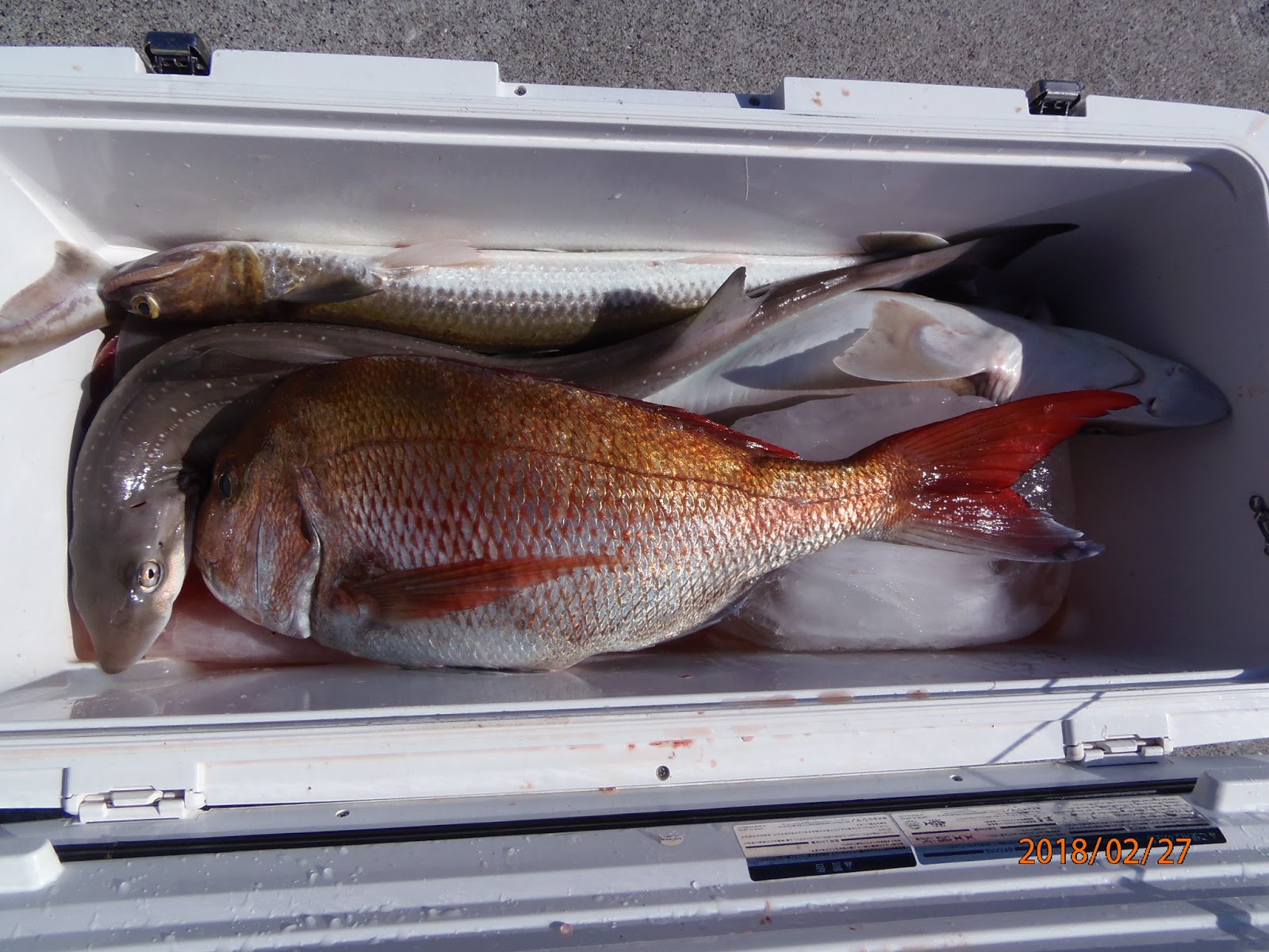 津島マリン 今日の釣果 2月 18