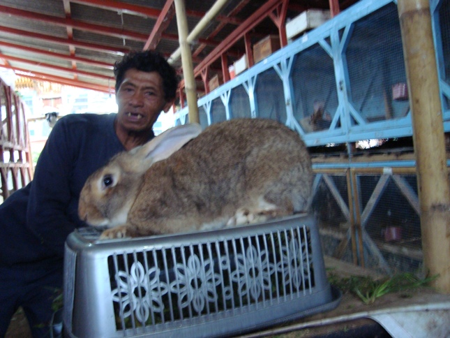 INDONESIAN GIANT RABBIT BREEDER