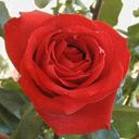 Crvena ruža download besplatne slike za mobitele