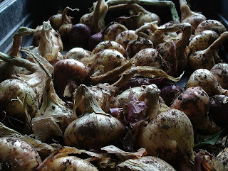 Onions drying Green Fingered Blog