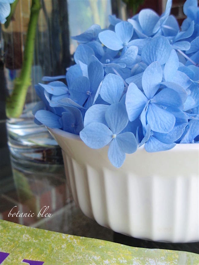 Limelight Hydrangeas In Bloom