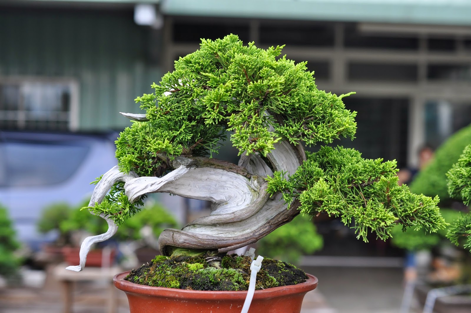 All in One Bonsai and Ceramics Bonsai Nurseries in Taiwan