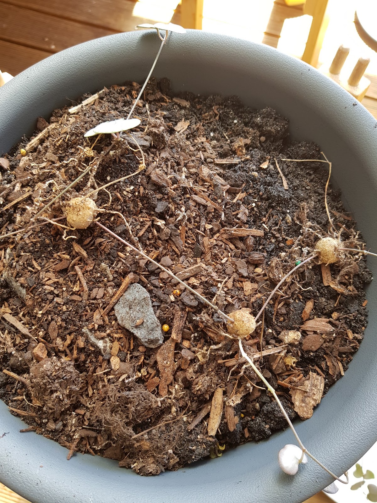 Propagating Chain of Hearts.