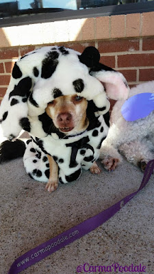 Chihuahua dressed up like a cow.