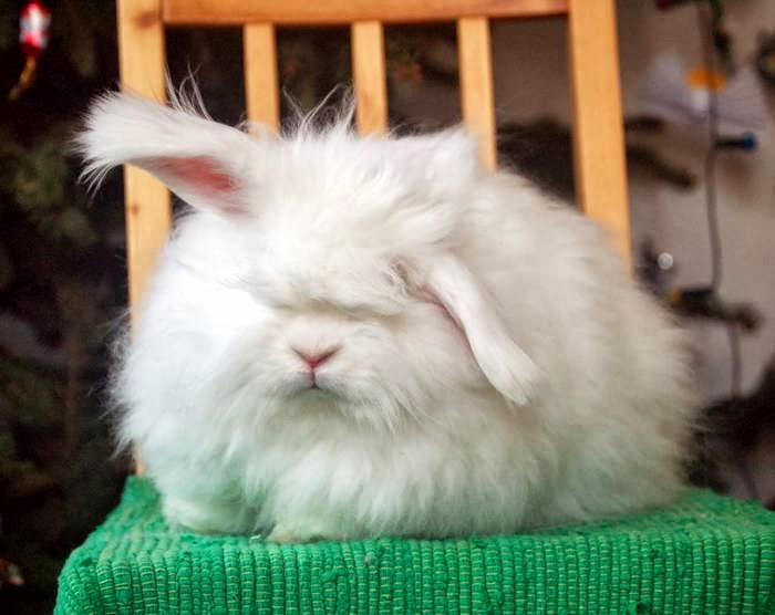 Mail2Day: Large Fluffy Angora Breed Bunnies (12 pics)