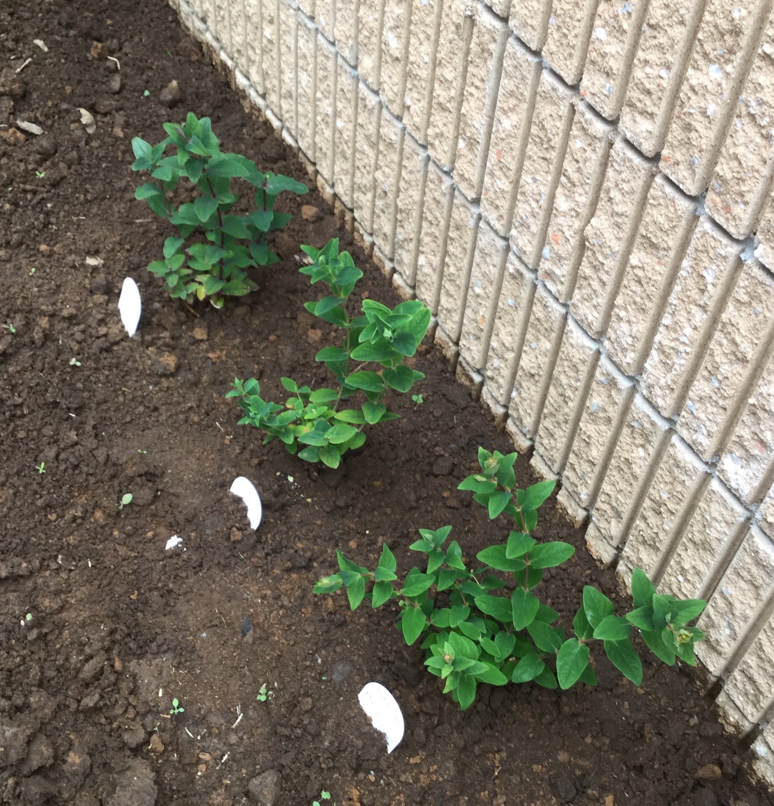 Robot529の庭日記 ヒペリカム3種